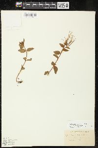 Epilobium hornemannii image