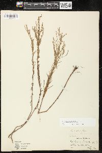 Epilobium leptophyllum image