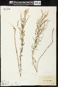 Epilobium leptophyllum image