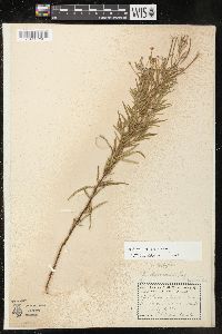 Epilobium leptophyllum image