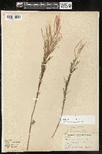 Epilobium leptophyllum image