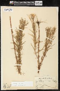 Epilobium leptophyllum image