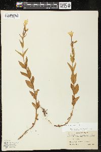 Epilobium luteum image