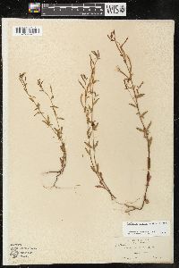 Epilobium minutum image