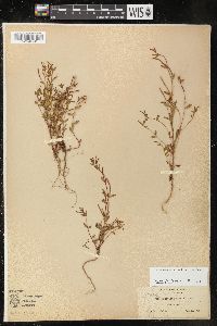 Epilobium minutum image