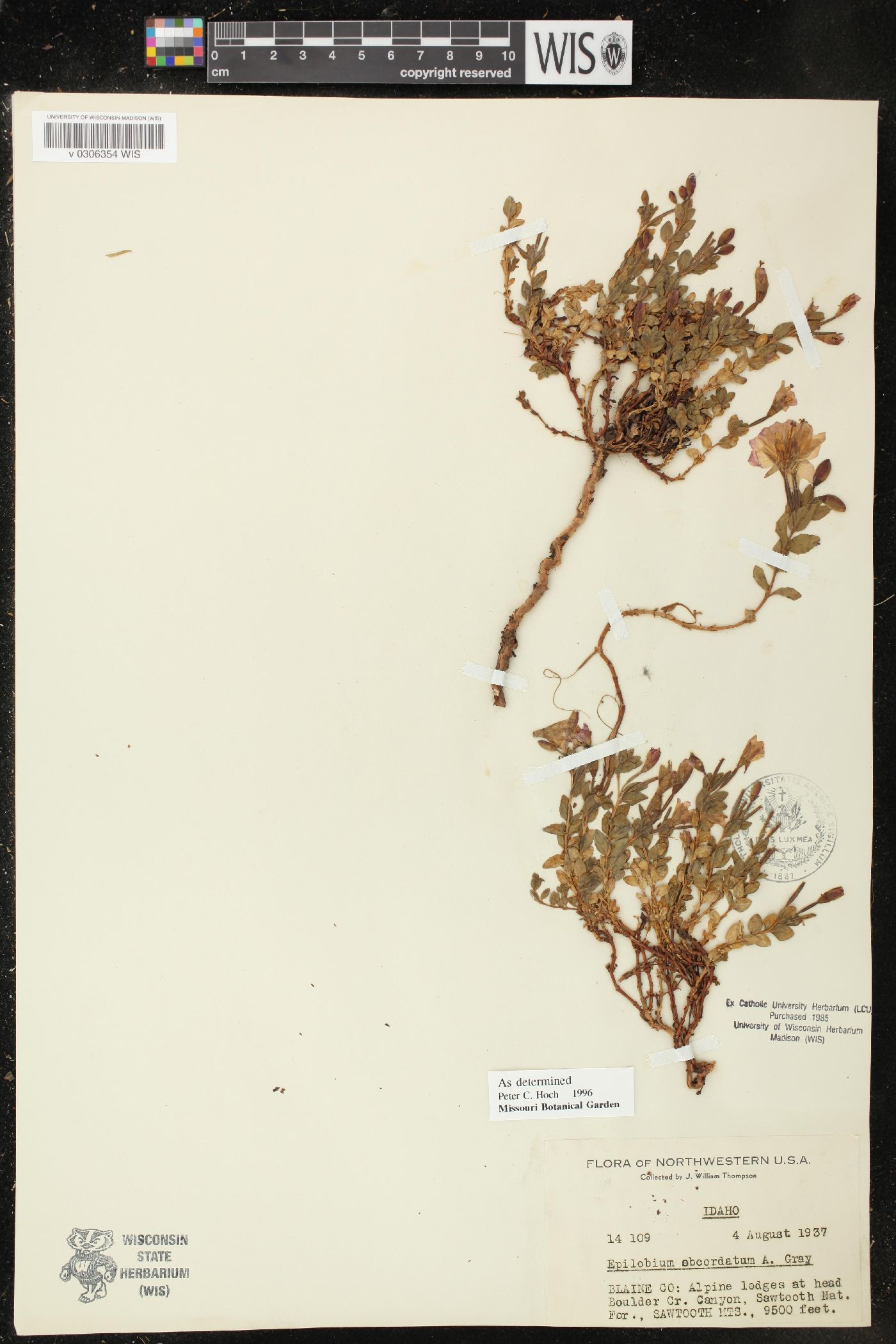 Epilobium obcordatum image