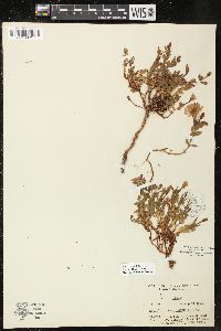 Epilobium obcordatum image