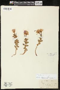 Epilobium obcordatum image