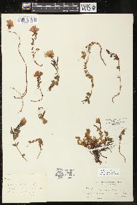 Epilobium obcordatum image