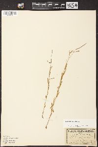 Epilobium palustre image