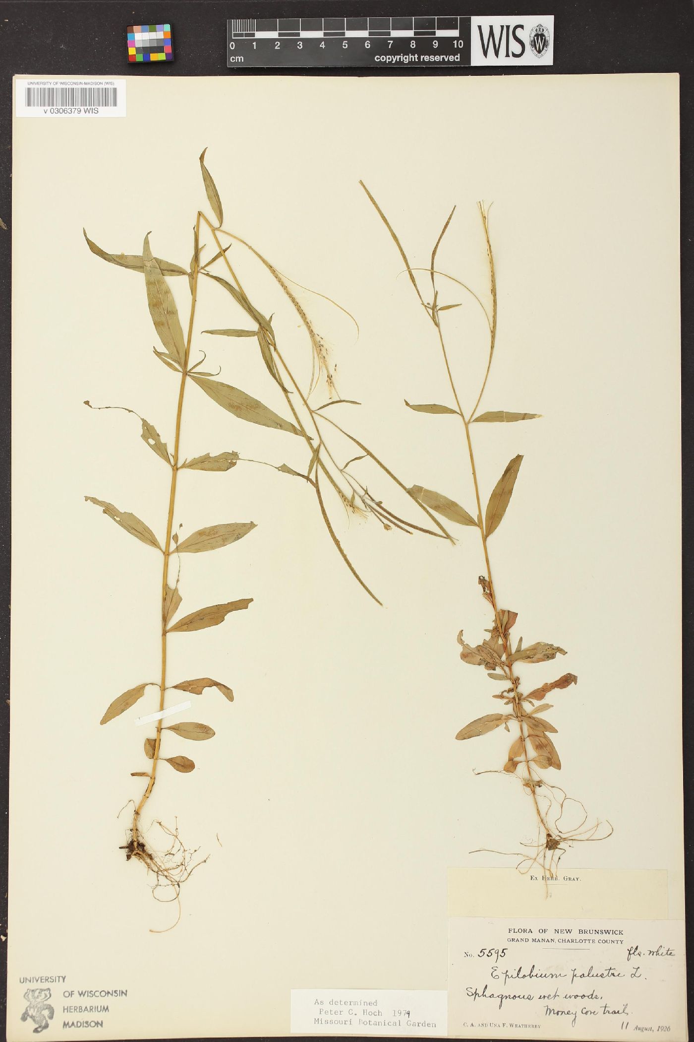 Epilobium palustre image