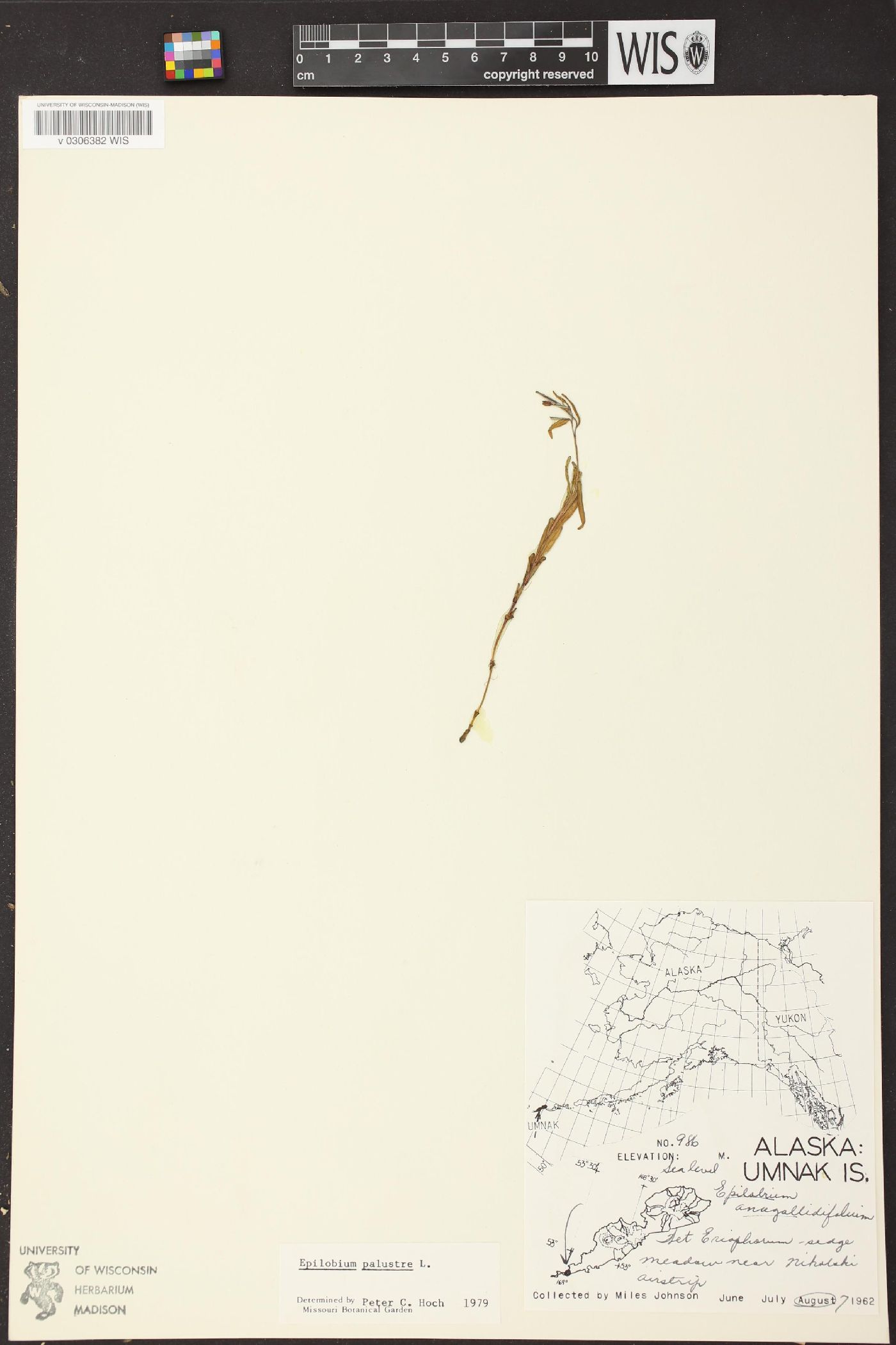 Epilobium palustre image