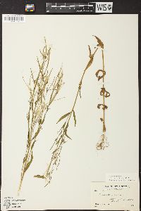 Epilobium palustre image