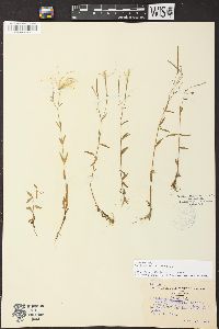 Epilobium palustre image