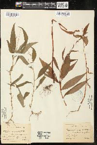 Polygonum acre image