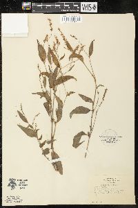 Polygonum acre image