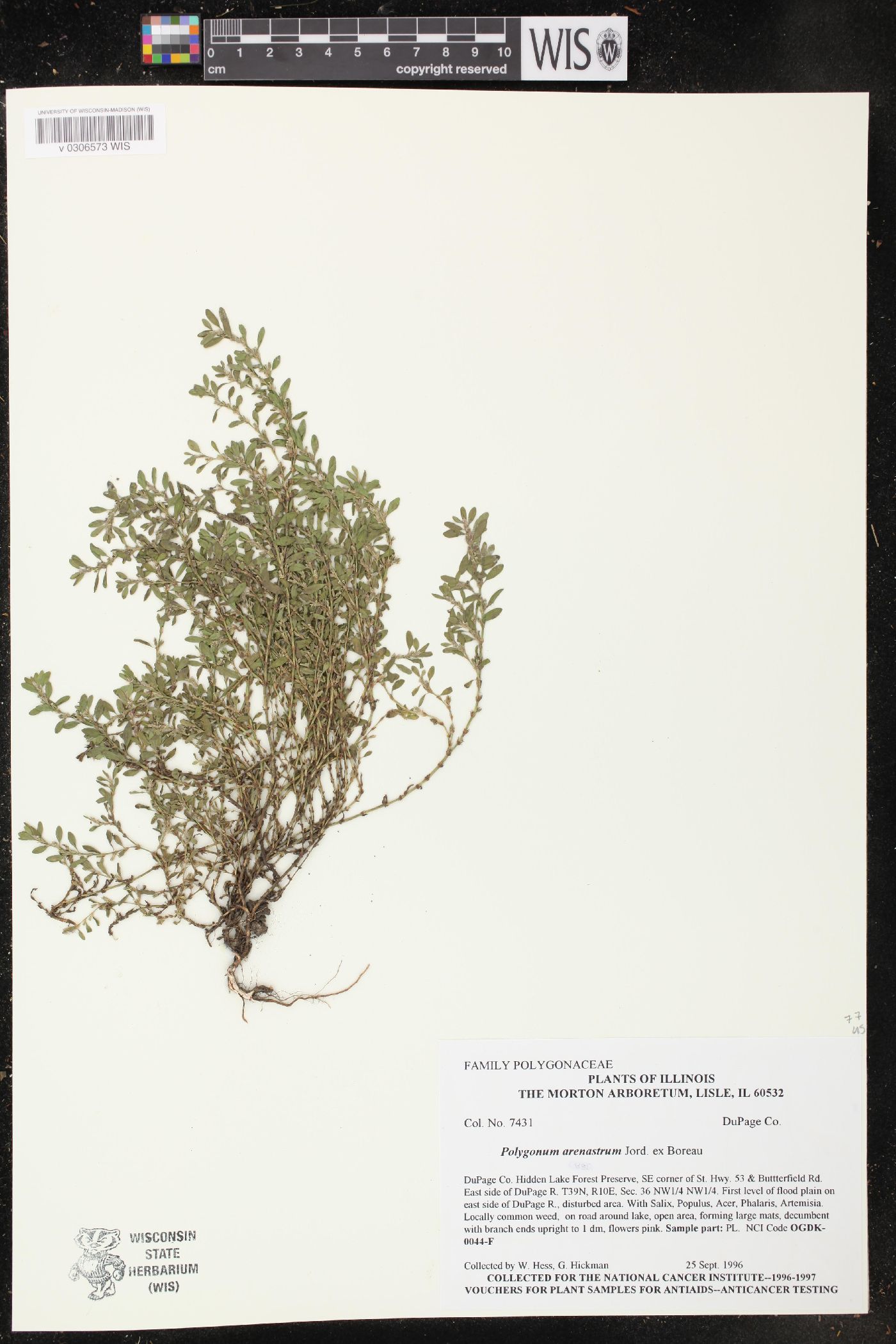 Polygonum arenastrum image