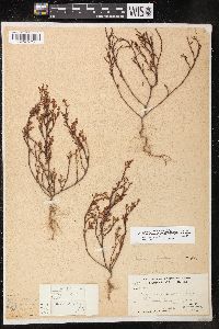 Polygonum arenastrum image