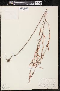 Polygonum ramosissimum var. ramosissimum image