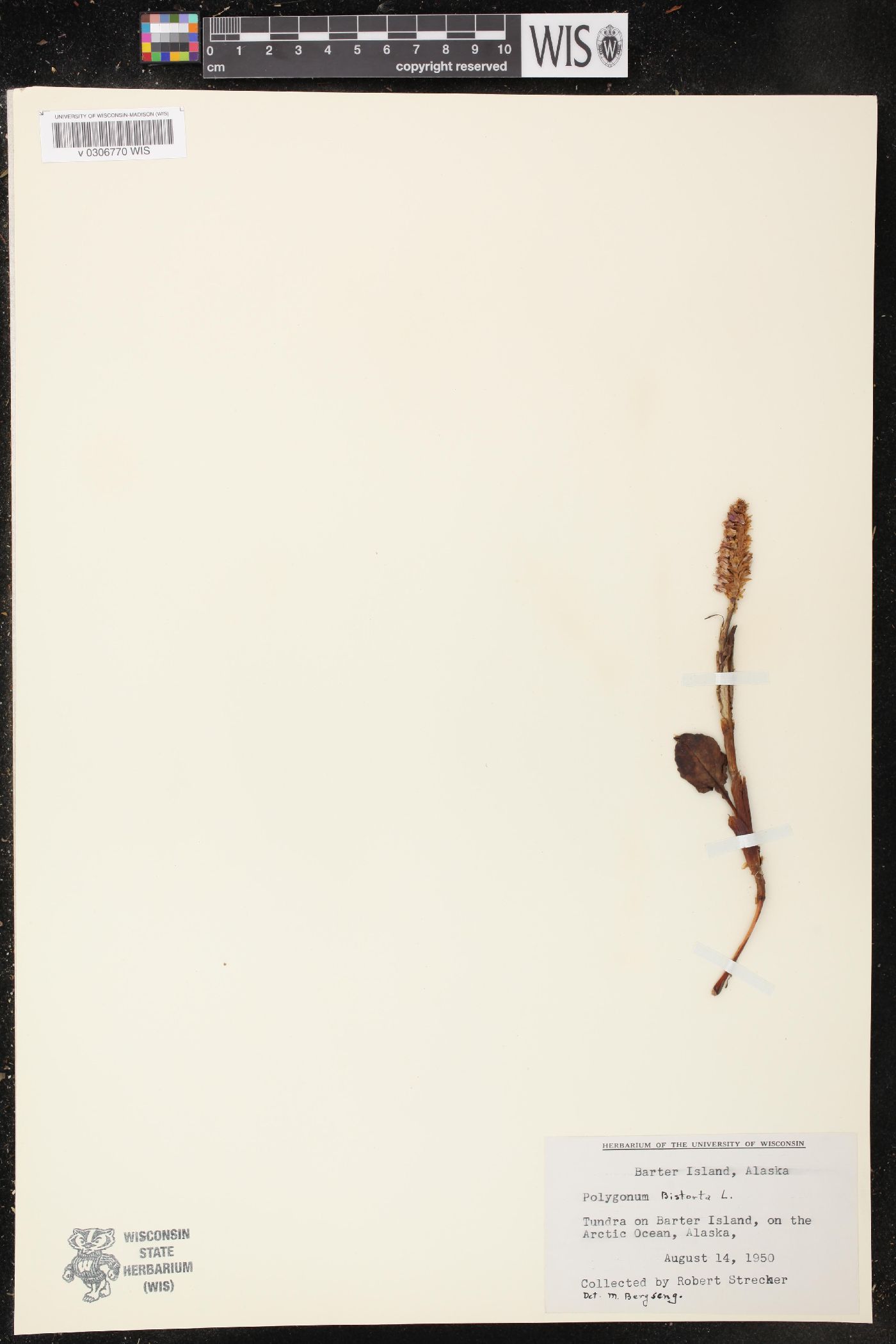 Polygonum bistorta image