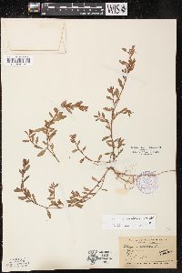 Polygonum aviculare var. buxiforme image