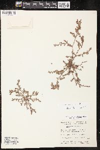 Polygonum aviculare var. buxiforme image