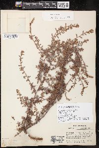 Polygonum aviculare var. buxiforme image