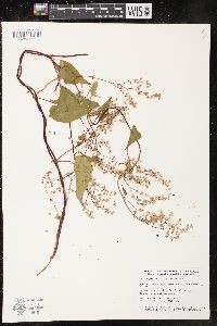 Fallopia cilinodis image