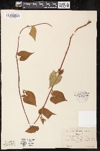 Fallopia cilinodis image