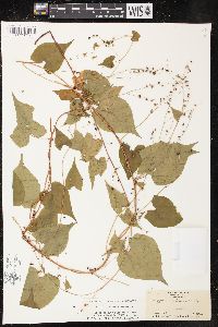 Fallopia cilinodis image