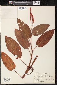 Persicaria amphibia var. stipulacea image