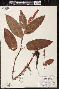 Persicaria amphibia var. stipulacea image