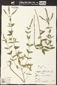 Mentha spicata image