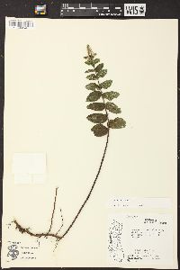 Mentha spicata image