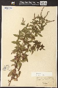 Mentha spicata image