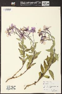 Chamerion latifolium image