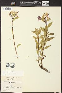 Chamerion latifolium image