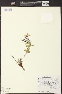 Chamerion latifolium image