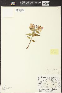 Chamerion latifolium image