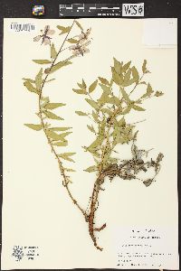 Chamerion latifolium image