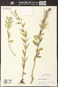 Chamerion latifolium image