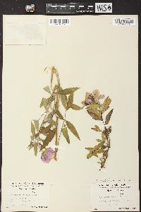 Chamerion latifolium image