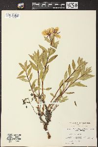 Chamerion latifolium image