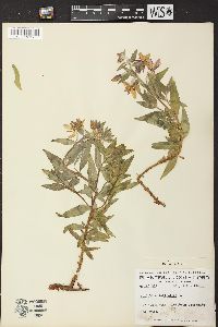 Chamerion latifolium image