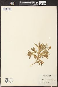 Chamerion latifolium image