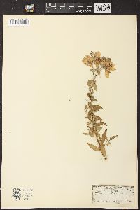 Chamerion latifolium image