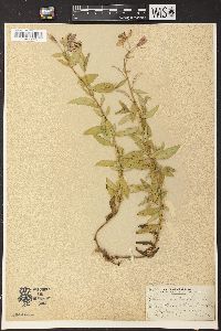 Chamerion latifolium image