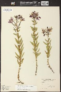 Chamerion latifolium image