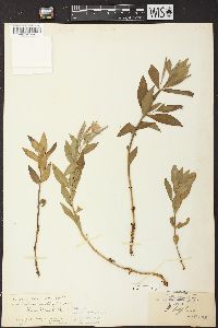 Chamerion latifolium image