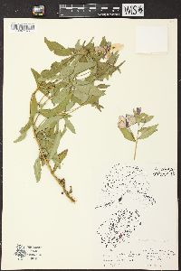 Chamerion latifolium image